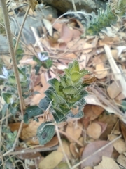 Tetramerium nervosum