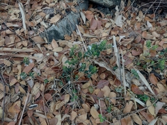 Tetramerium nervosum