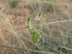 Heliotropium ciliatum
