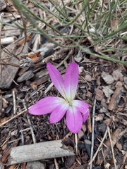 Colchicum montanum