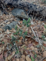 Tetramerium nervosum