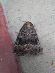 Amphipyra pyramidea