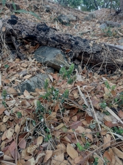 Tetramerium nervosum