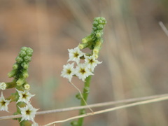 Heliotropium ciliatum