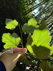 Rubus formosensis