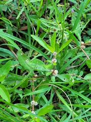 Alternanthera sessilis
