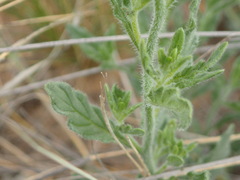 Heliotropium ciliatum