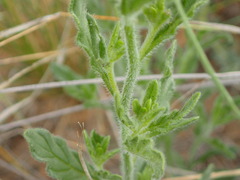 Heliotropium ciliatum