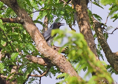 Dicrurus caerulescens