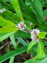 Alternanthera sessilis