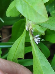 Alternanthera sessilis