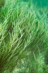 Zostera