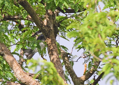 Dicrurus caerulescens