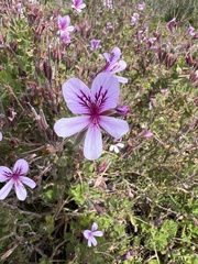 Pelargonium betulinum