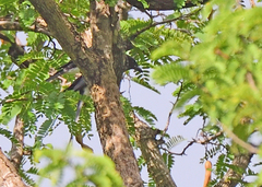 Dicrurus caerulescens