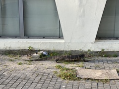 Varanus salvator salvator