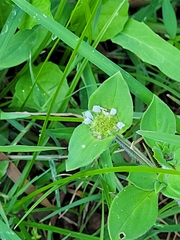 Richardia brasiliensis