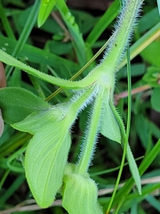 Richardia brasiliensis