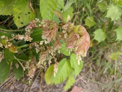 Flemingia strobilifera
