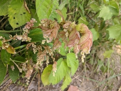 Flemingia strobilifera