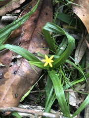 Hypoxis decumbens