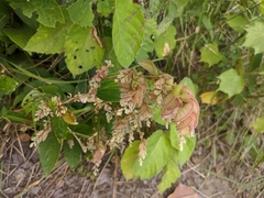 Flemingia strobilifera