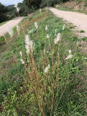 Bothriochloa barbinodis