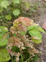 Flemingia strobilifera