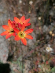 Ixia dubia