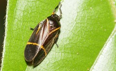 Maxantonia lineola