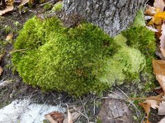 Dicranum fuscescens