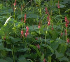 Bistorta amplexicaulis