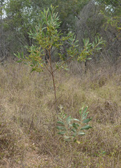 Acacia holosericea