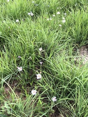 Dimorphotheca ecklonis