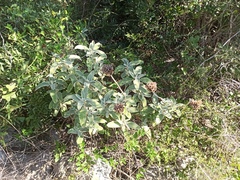 Phlomis fruticosa