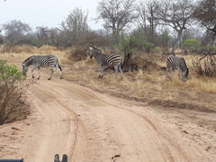 Equus quagga chapmani