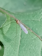 Trichocera