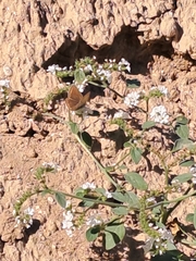 Aricia agestis