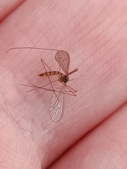 Trichocera