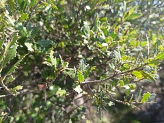 Quercus coccifera
