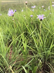 Dimorphotheca ecklonis