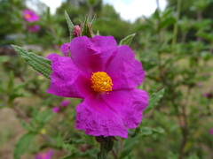 Cistus crispus