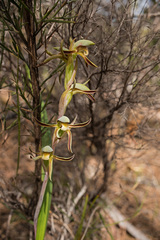 Lyperanthus serratus