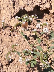 Aricia agestis