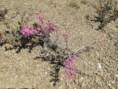 Mesembryanthemum junceum