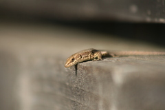 Podarcis muralis