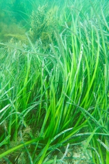 Posidonia
