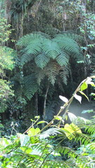 Cyatheales