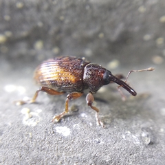 Curculionoidea