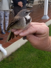 Motacilla capensis capensis